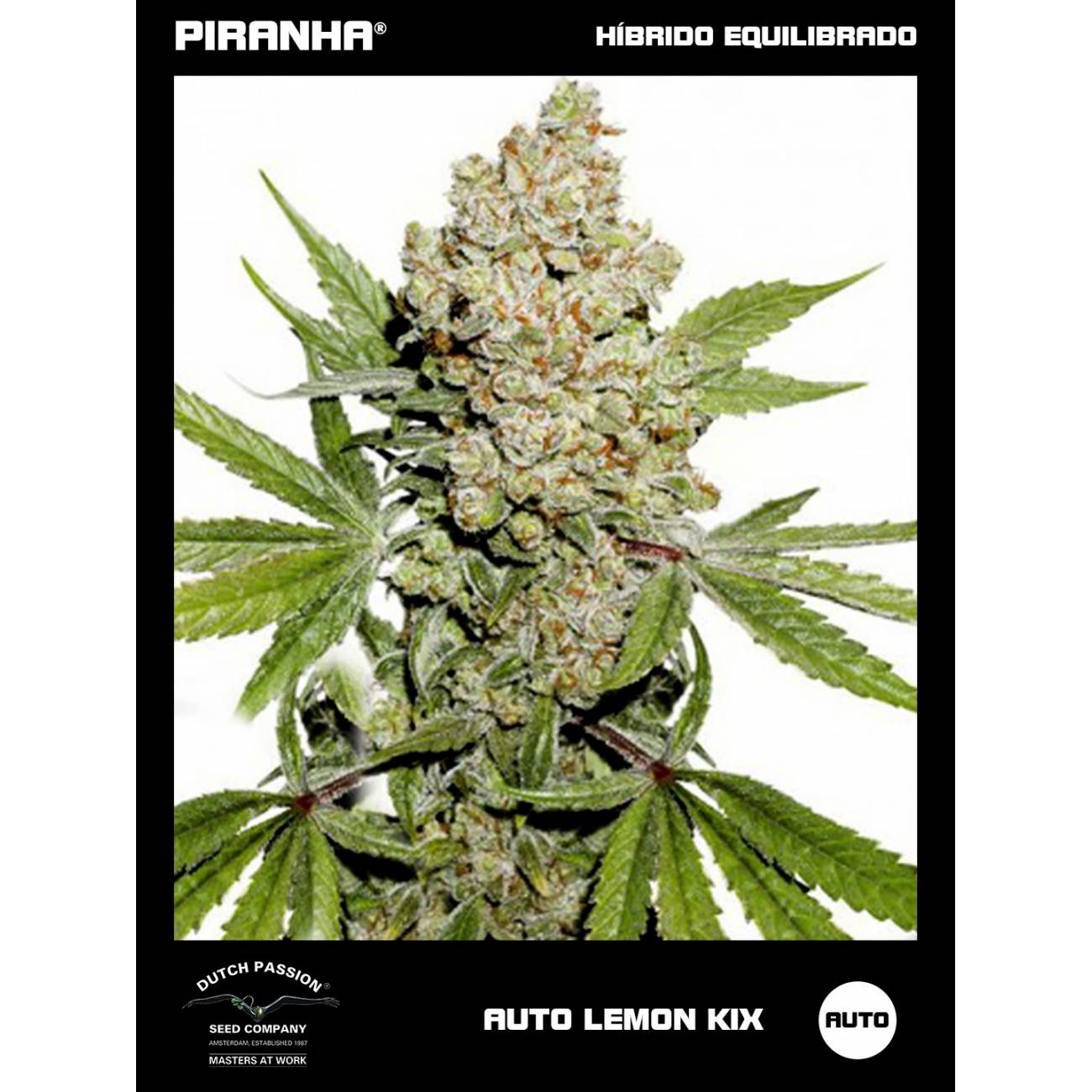 Auto Lemon Kix (3+1u)