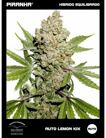 Auto Lemon Kix (3+1u)