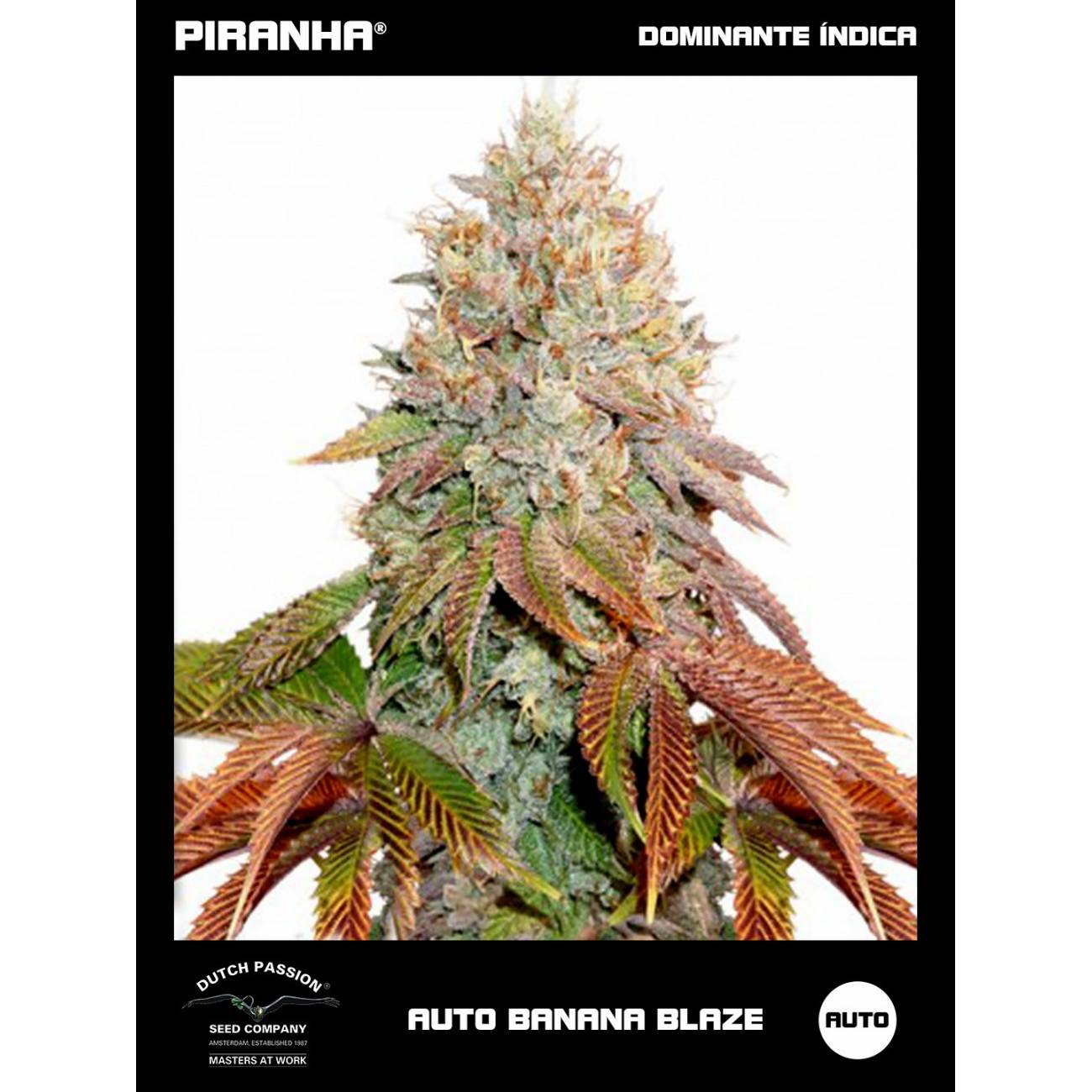 Auto Banana Blaze (3+1u)
