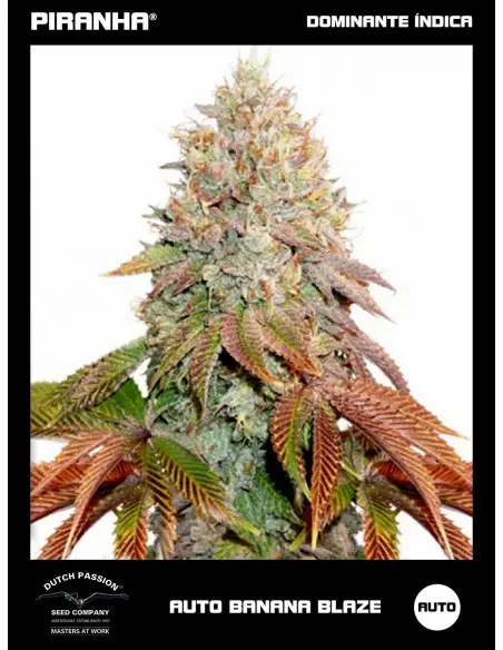 Auto Banana Blaze (3+1u)