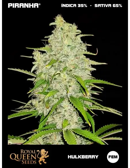 HulkBerry (1u/3u/5u/10u)