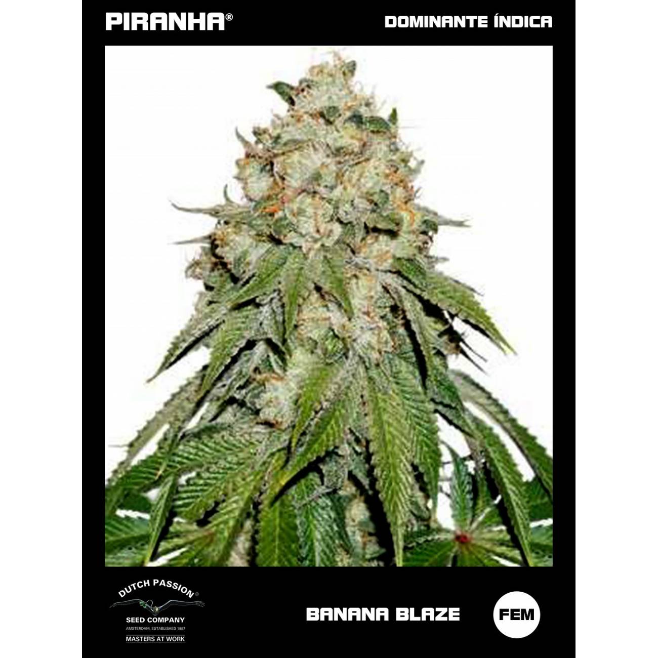 Banana Blaze (3+1u)