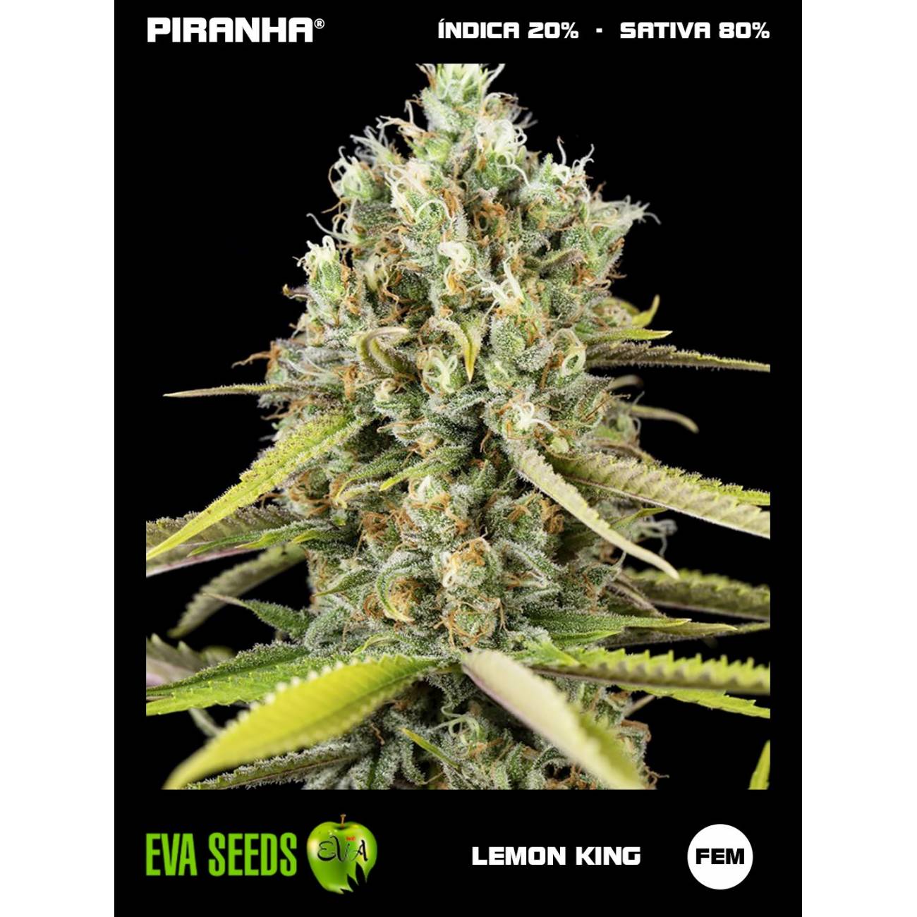 Lemon King (3+1u)