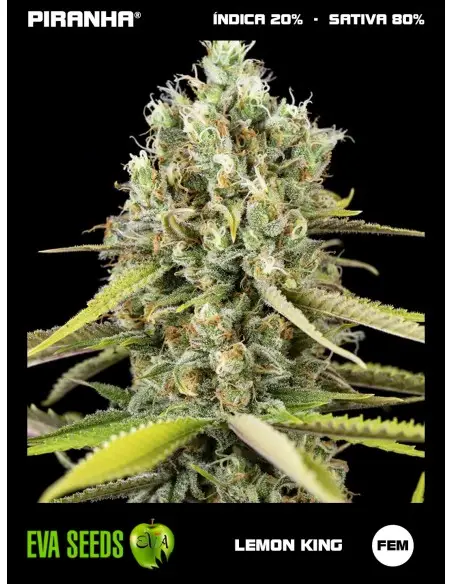 Lemon King (3+1u)