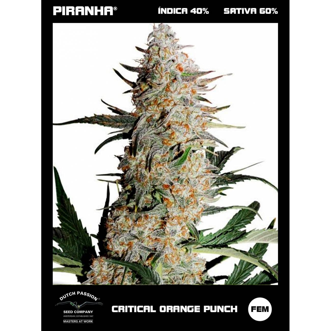 Critical Orange Punch (3+1u)