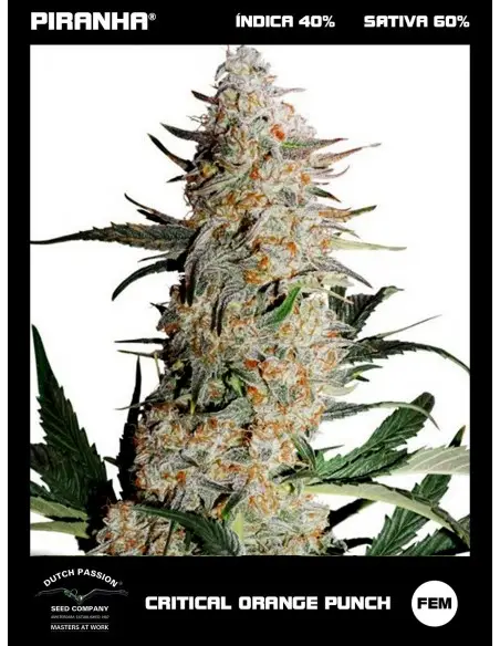 Critical Orange Punch (3+1u)