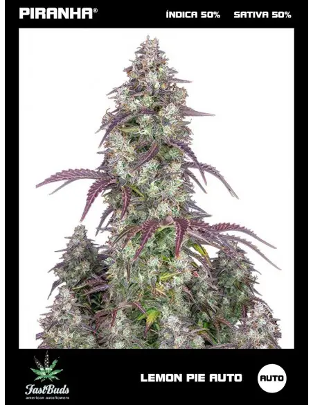 Lemon Pie Auto (1u/3+2u)