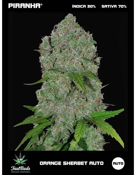 Orange Sherbet Auto (1u/3+2u)