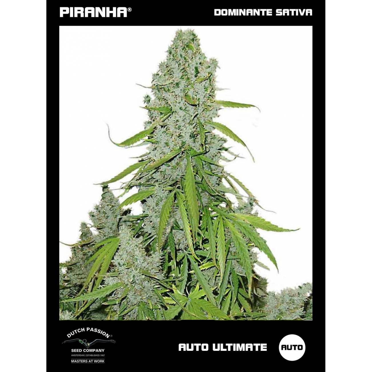 Auto Ultimate (3+1u)