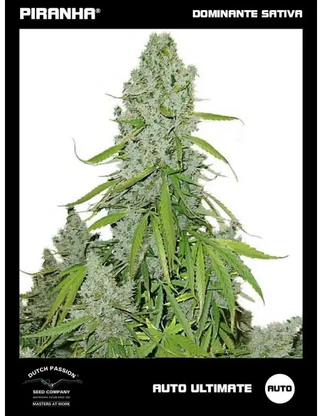 Auto Ultimate (3+1u)