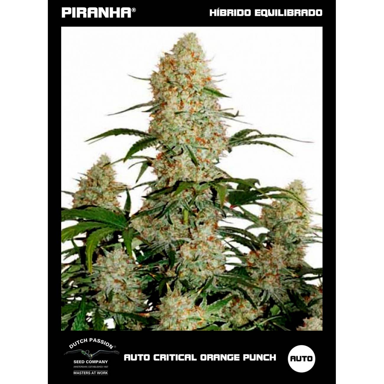 Auto Critical Orange Punch (3+1u)