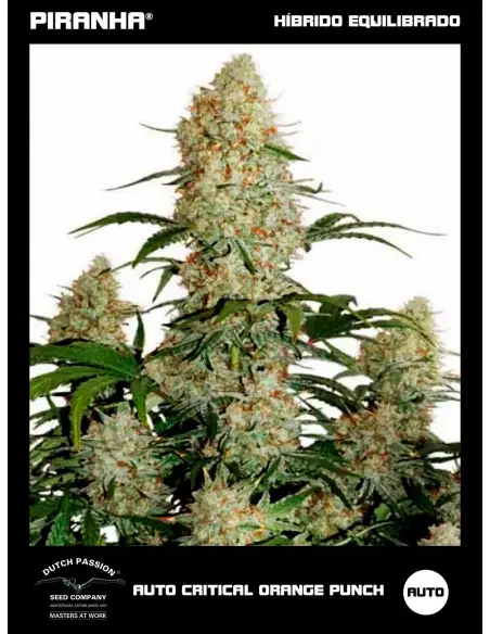 Auto Critical Orange Punch...