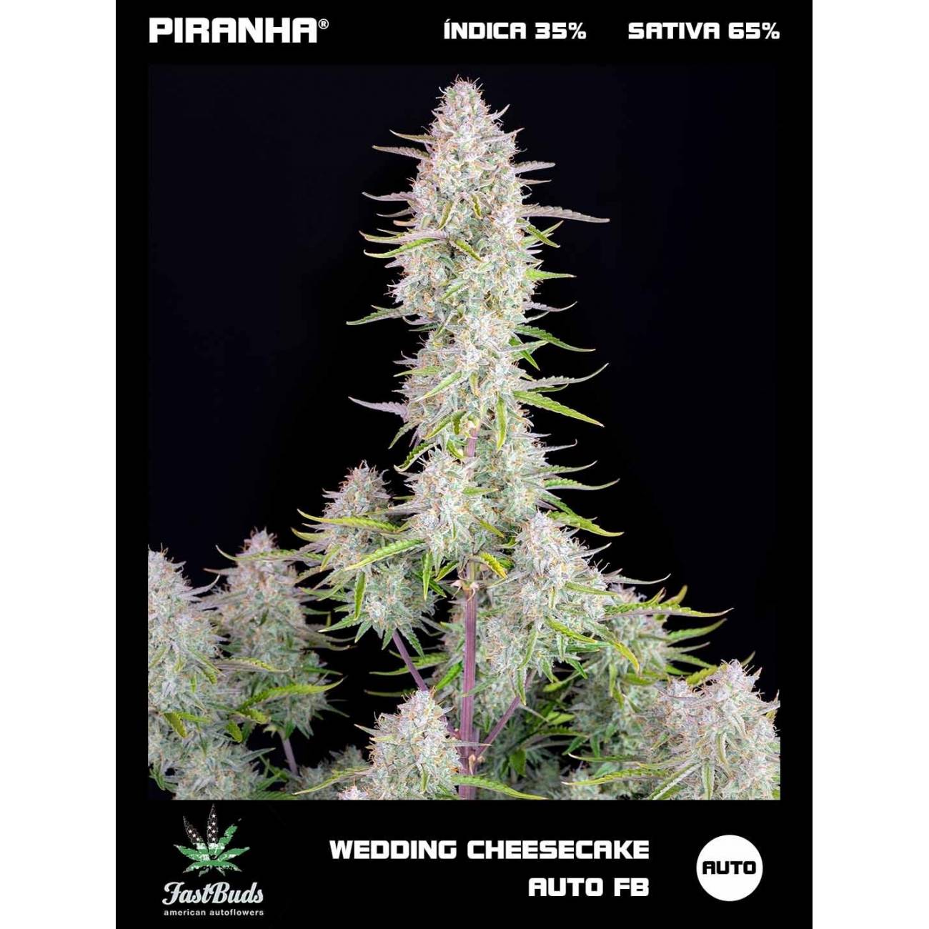 Wedding Cheesecake Auto (1u/3u)