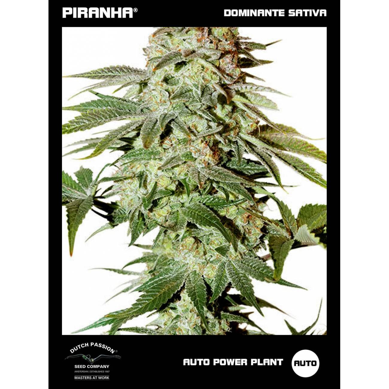 Auto Power Plant (3+1u)