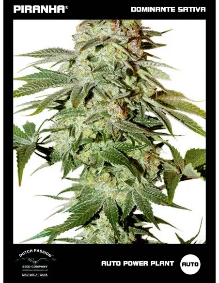 Auto Power Plant (3+1u)