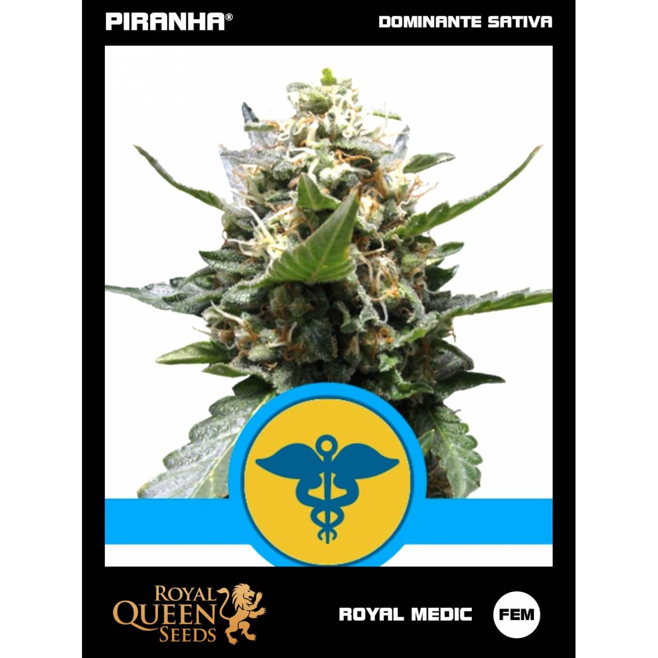 Royal Medic (1u/3u/5u/10u)