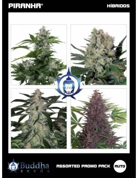 Buddha Assorted Pack Auto...