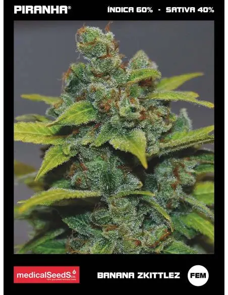 Banana Zkittlez (3+2u)