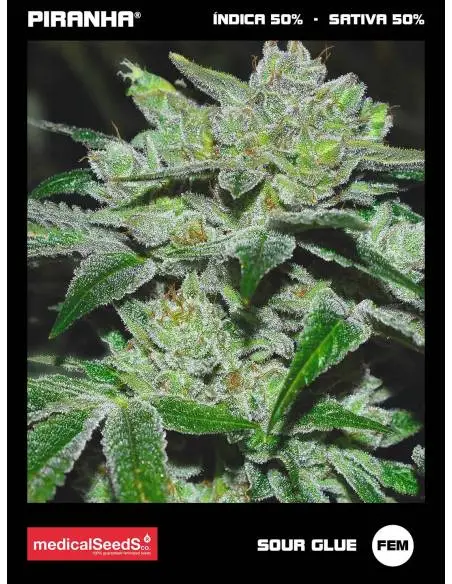 Sour Glue (3+2u)