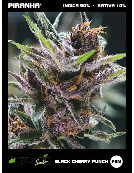 Black Cherry Punch...
