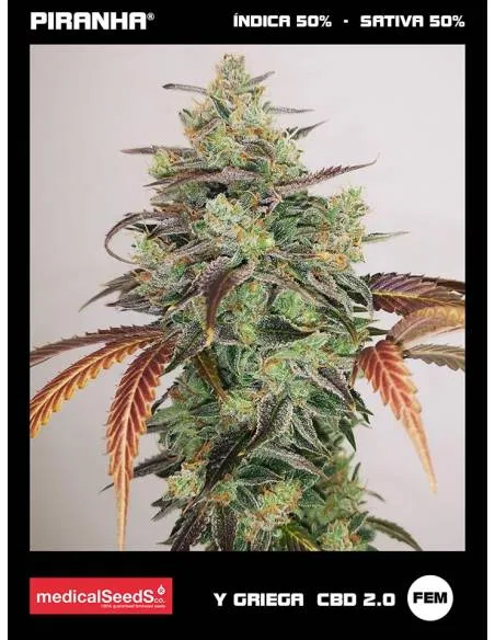 Y Griega CBD 2.0 (3u)