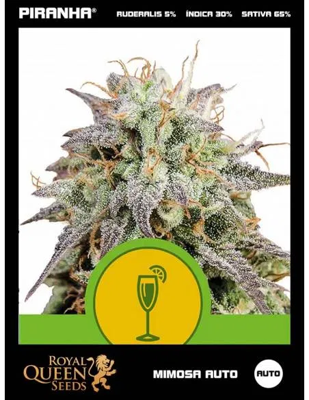 Mimosa Auto (1u/3u/5u/10u)