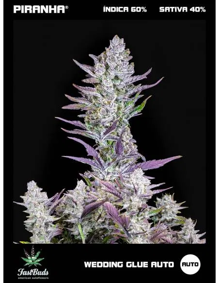 Wedding Glue Auto (1u/3+2u)