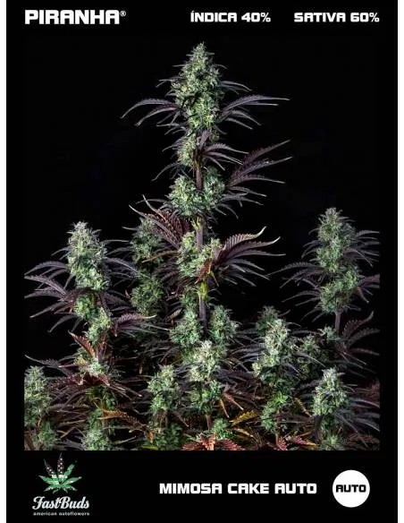 Mimosa Cake Auto (1u/3+2u)