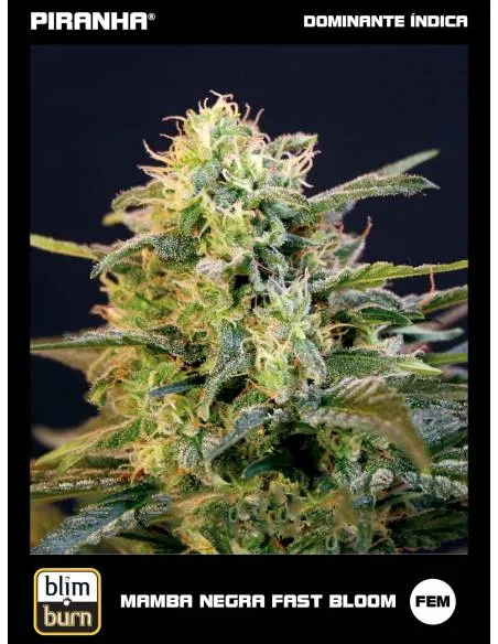 Mamba Negra Fast Bloom (3u)
