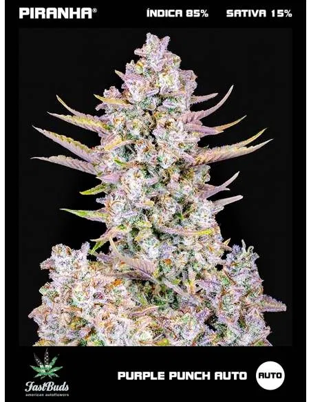 Purple Punch Auto (1u/3+2u)