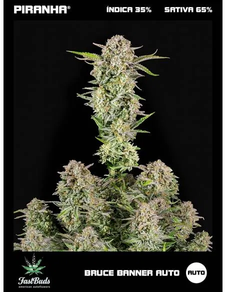 Bruce Banner Auto (1u/3u)