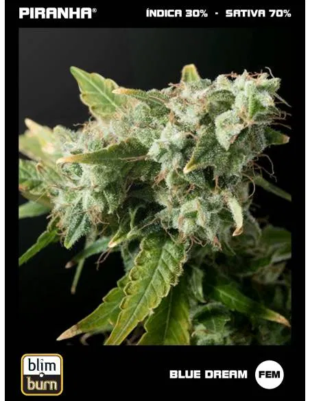 Blue Dream (3u)
