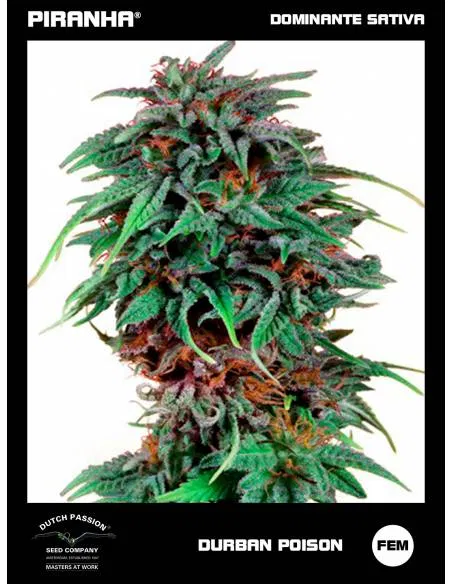 Durban Poison (3u)