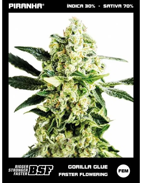 Gorilla Glue Fast Flowering...