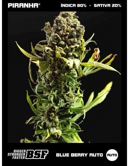 Blueberry XXL Auto (12u)