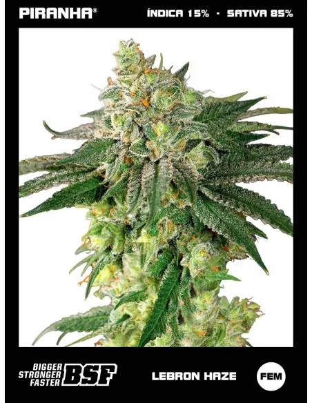 Lebron Haze (12u)