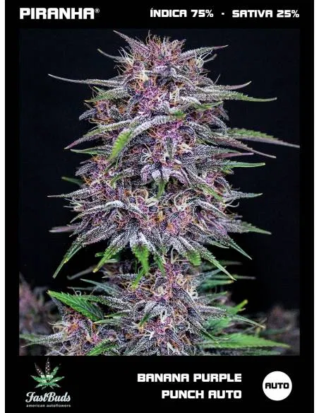 Banana Purple Punch Auto...