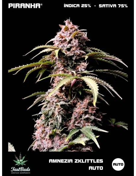 Amnesia Zkittlez Auto...