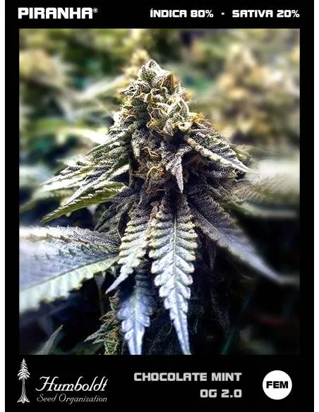 Chocolate Mint OG 2.0...