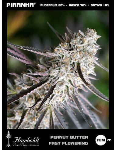 Peanut Butter Breath Fast Flowering...