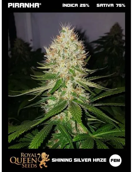 Shining Silver Haze...