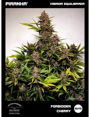 Forbidden Cherry Auto (3+1u)