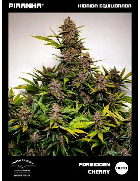 Forbidden Cherry Auto (3+1u)