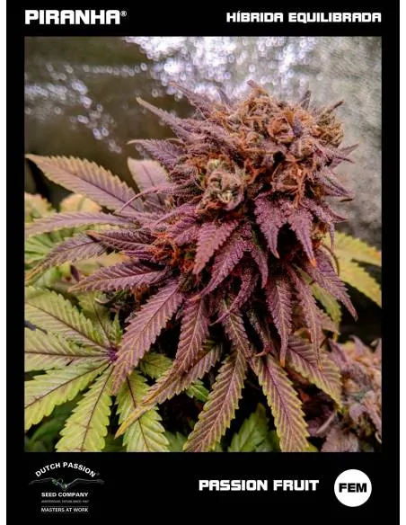 Passion Fruit (3+1u)