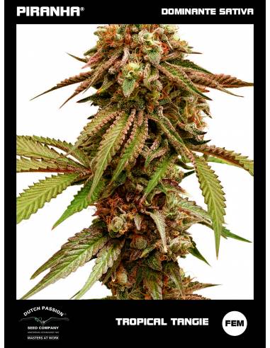 Tropical Tangie (3+1u)