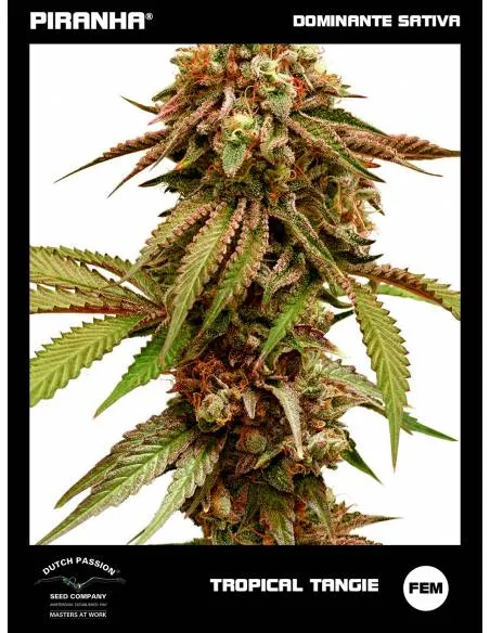 Tropical Tangie (3+1u)