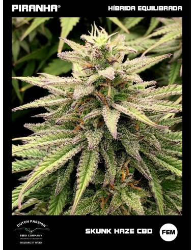 Skunk Haze CBD (3+1u)