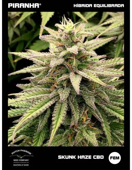 Skunk Haze CBD (3+1u)