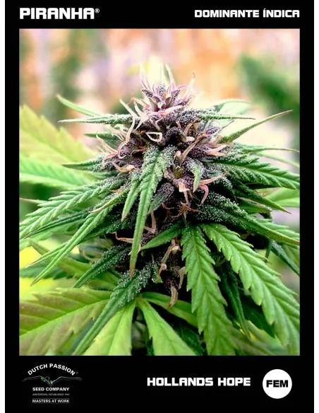 Hollands Hope (3+1u)