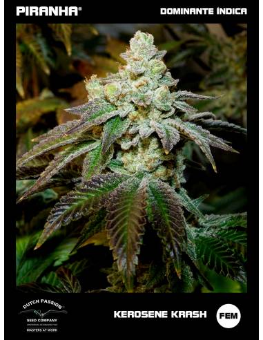 Kerosene Krash (3+1u)